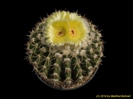 Notocactus (MC) sellowii v. curantii AH116 1312